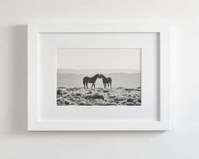 Wild Horse Embrace in Black and White