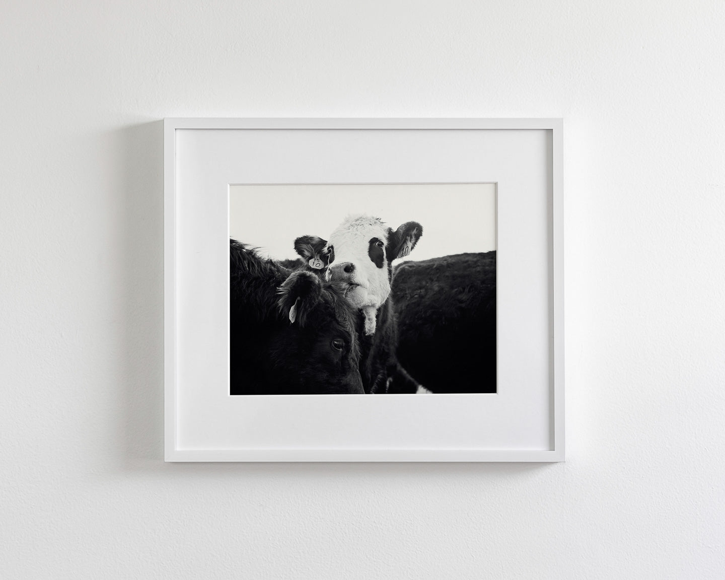 Cow Photography in Black and White
