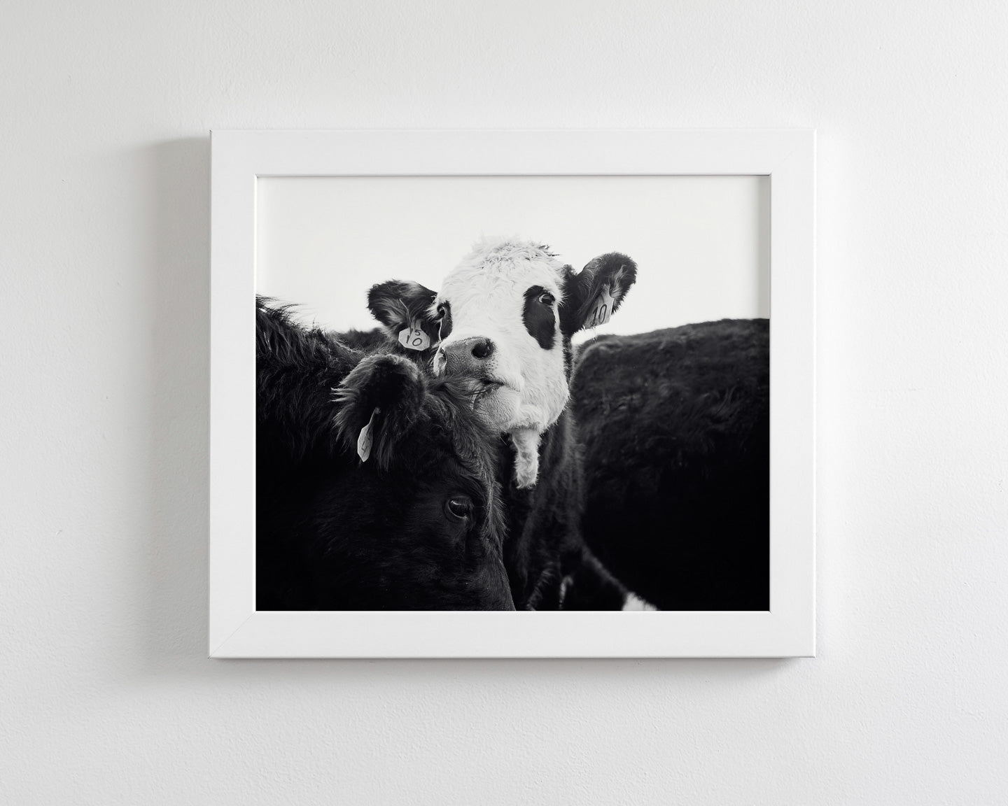 Cow Photography in Black and White