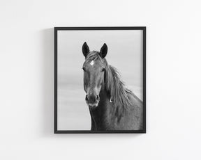 Curious Mare