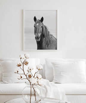 Curious Mare