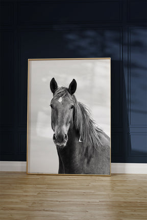 Curious Mare