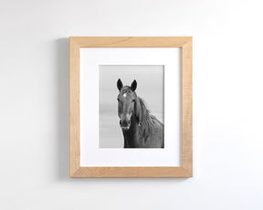 Curious Mare