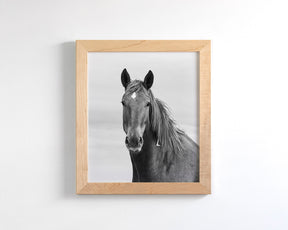 Curious Mare