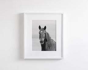 Curious Mare