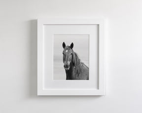 Curious Mare