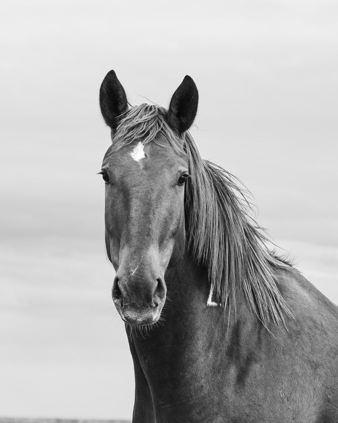 Curious Mare