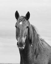 Curious Mare