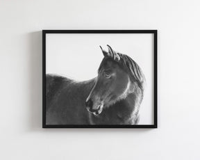 Dark Horse