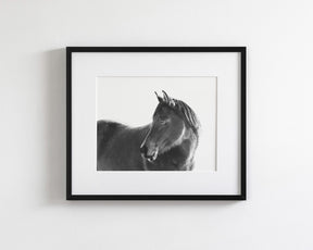Dark Horse