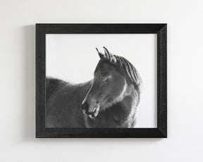 Dark Horse