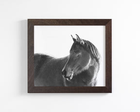 Dark Horse
