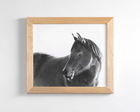 Dark Horse
