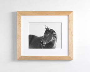 Dark Horse