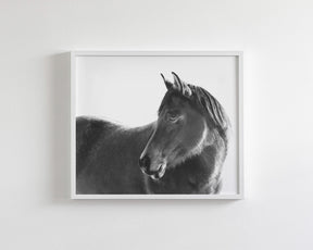 Dark Horse