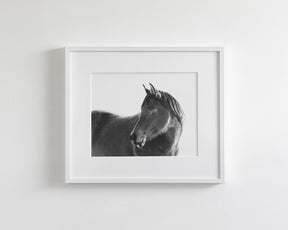 Dark Horse