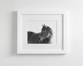 Dark Horse