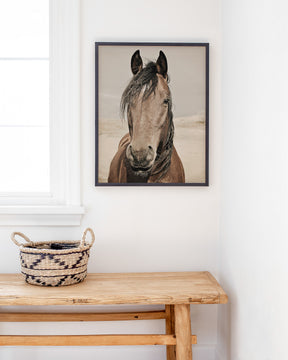 Desert Horse Portrait