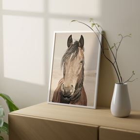 Desert Horse Portrait