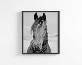 Desert Horse Portrait in Black and White