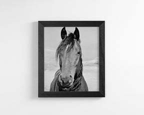 Desert Horse Portrait in Black and White