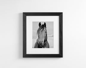 Desert Horse Portrait in Black and White