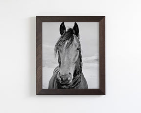 Desert Horse Portrait in Black and White