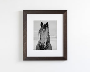 Desert Horse Portrait in Black and White