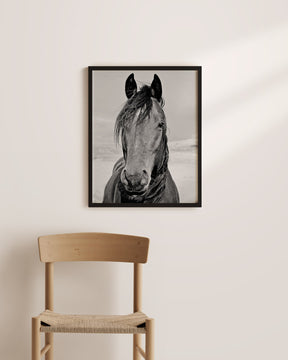 Desert Horse Portrait in Black and White