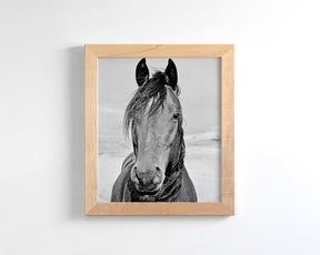 Desert Horse Portrait in Black and White