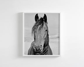Desert Horse Portrait in Black and White