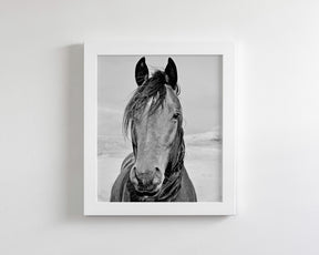 Desert Horse Portrait in Black and White