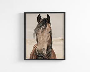 Desert Horse Portrait