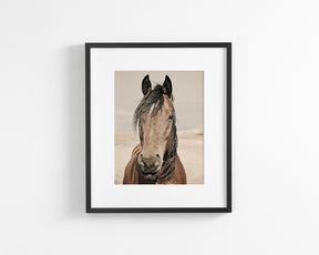 Desert Horse Portrait