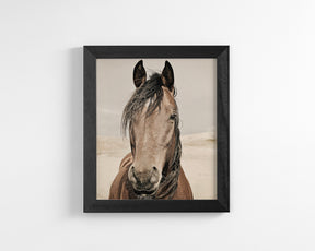 Desert Horse Portrait