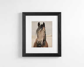 Desert Horse Portrait