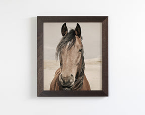 Desert Horse Portrait