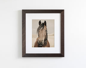 Desert Horse Portrait