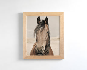 Desert Horse Portrait