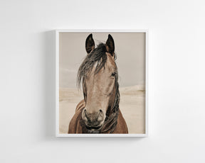 Desert Horse Portrait