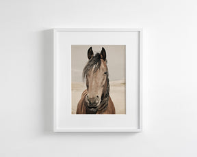 Desert Horse Portrait