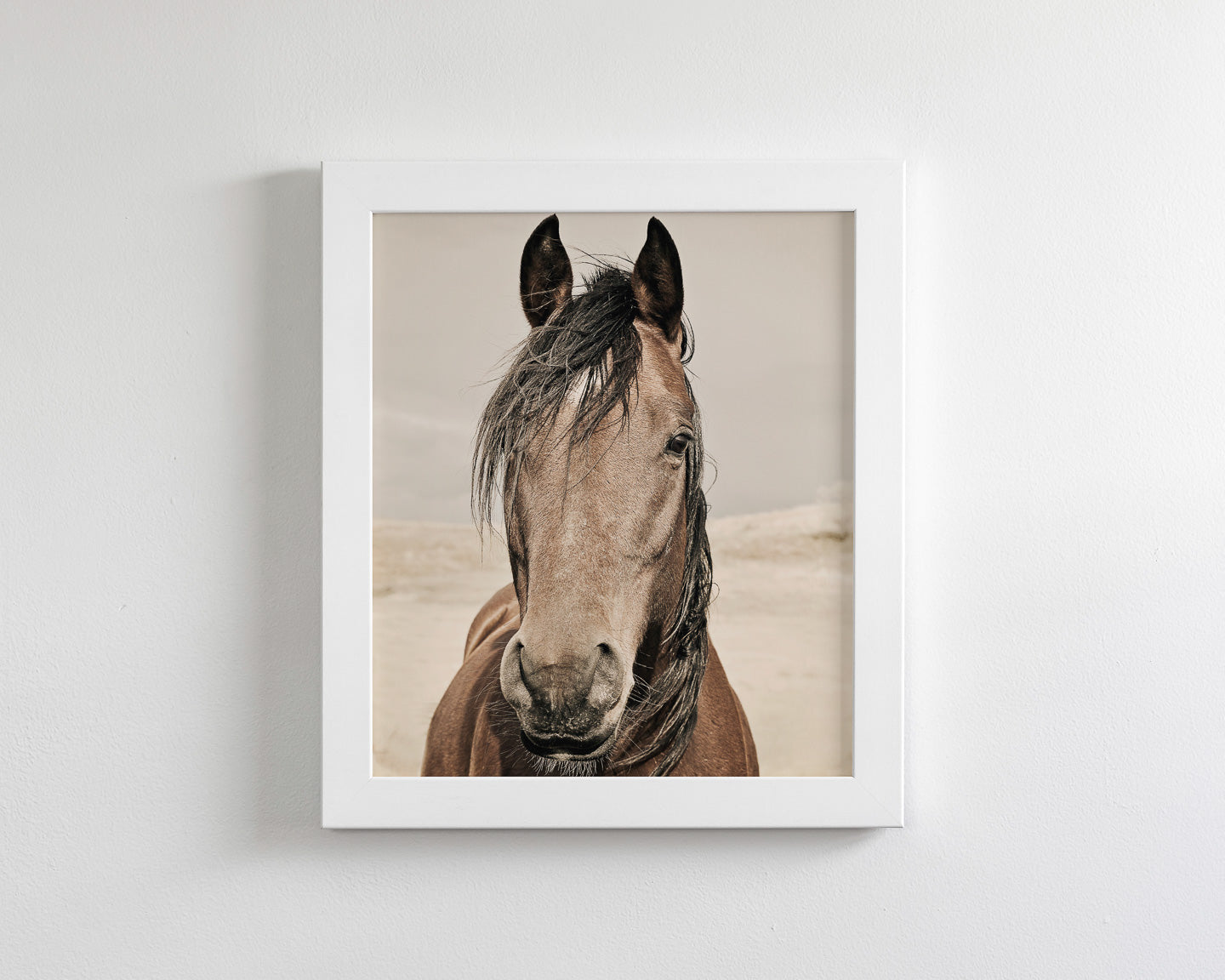 Desert Horse Portrait
