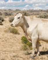 Desert Lady, Vertical