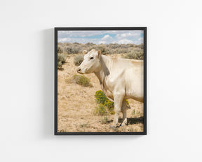 Desert Lady, Vertical