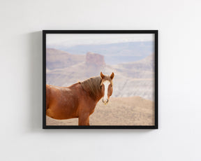 Icon- Wild Desert Horse