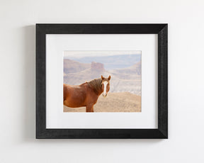 Icon- Wild Desert Horse