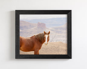 Icon- Wild Desert Horse