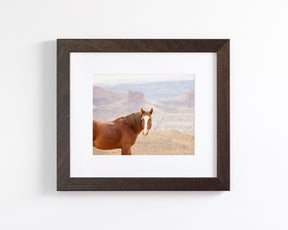 Icon- Wild Desert Horse