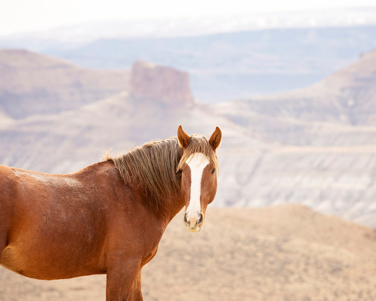 Icon- Wild Desert Horse