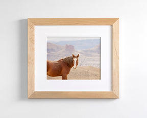Icon- Wild Desert Horse